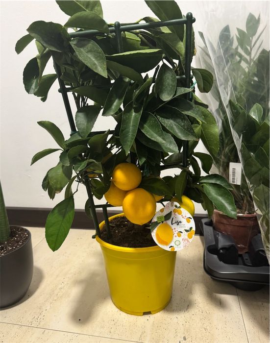 Шикарне лимонне дерево, лимон, на 7 лимонів, висота 60 см