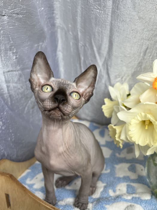 Канадський Сфінкс