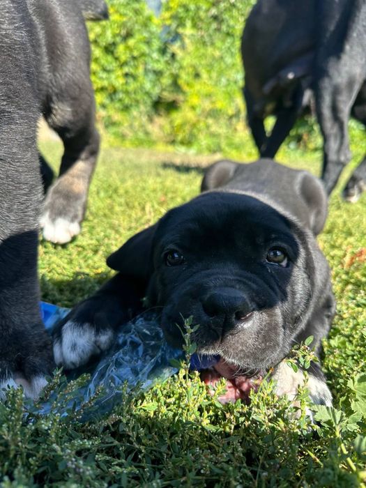Цуценята cane corso