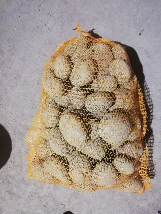 Ziemniaki Soraya Jurek