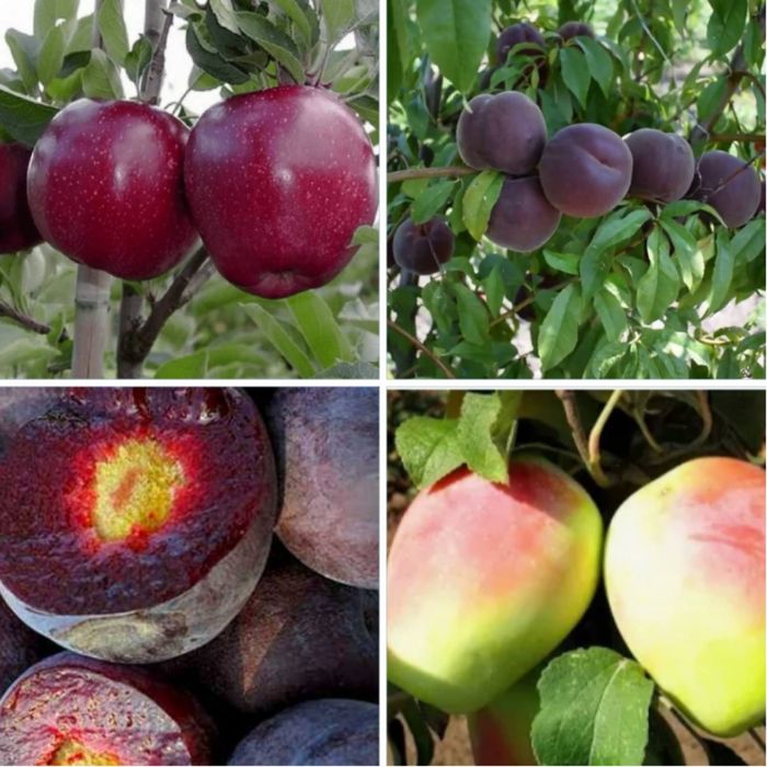 Черенки, живці, чубуки плодових дерев, ожини, смородини, винограда