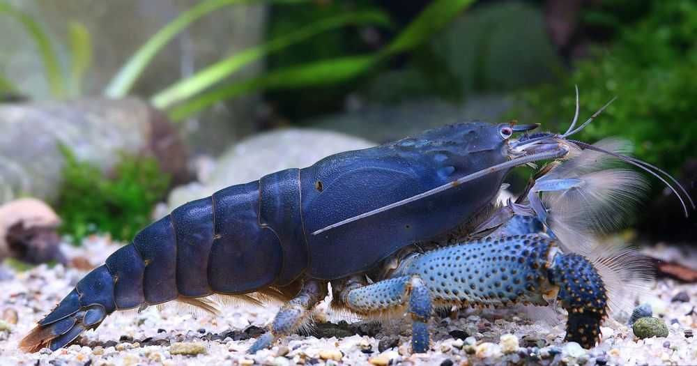 MISIEKZOO krewetki - Krewetka gabonensis