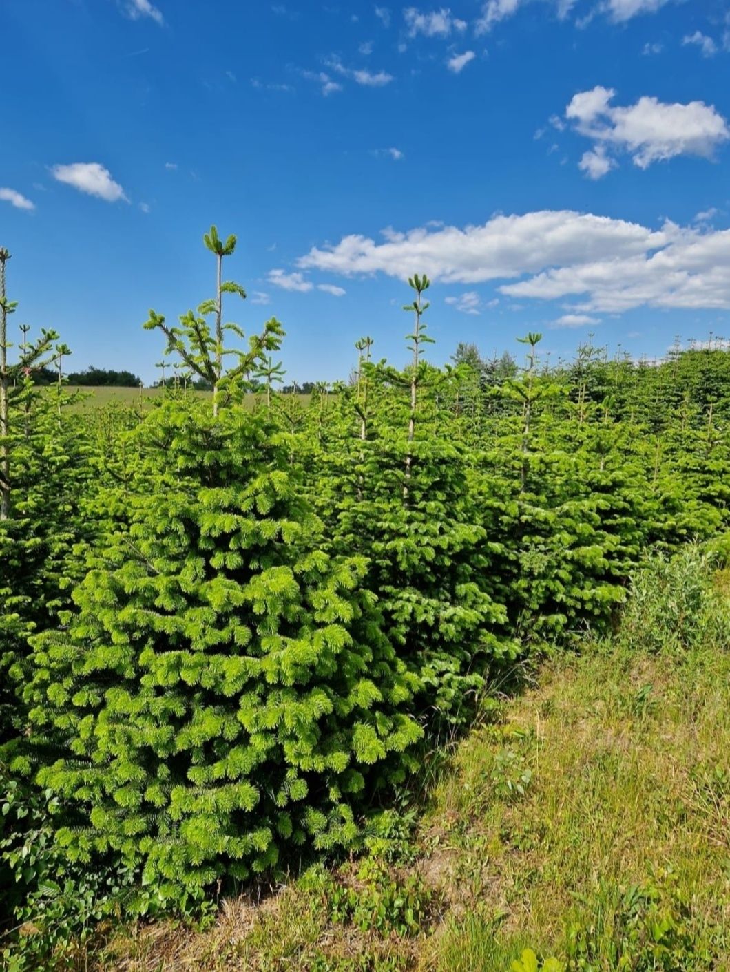 Choinki hurt/detal, jodła kaukaska z własnej plantacji