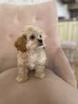 CAVAPOO mini piesek mix Cavalier King Charles Spaniel & Pudel toy