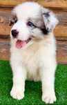 Border Collie Piesek  FCI.  Top