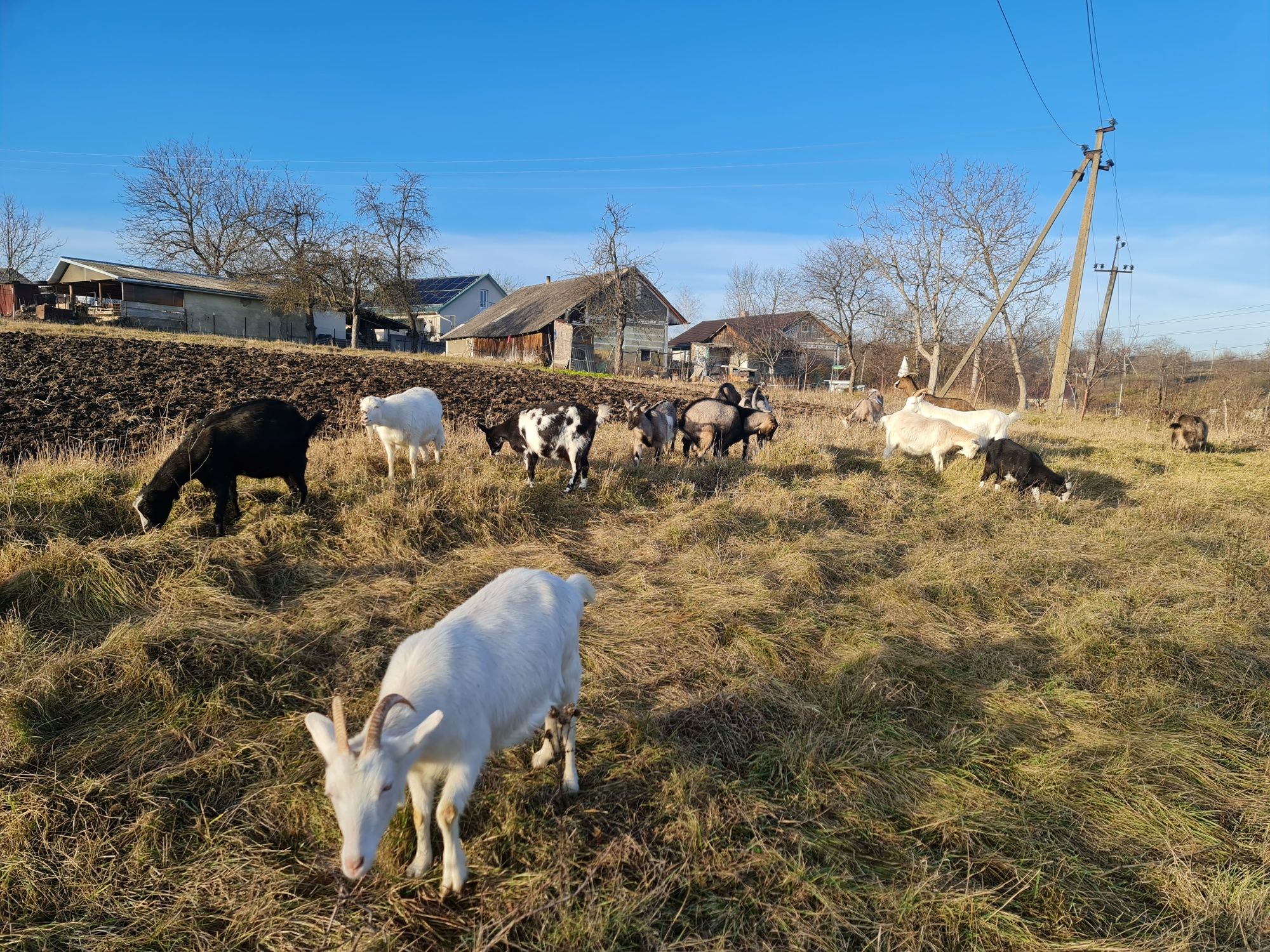 Продам козу | Продаються кози