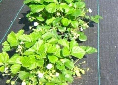 Tela solo 0,5€ metro ou Rolo inteiro 50€ (100 metros)