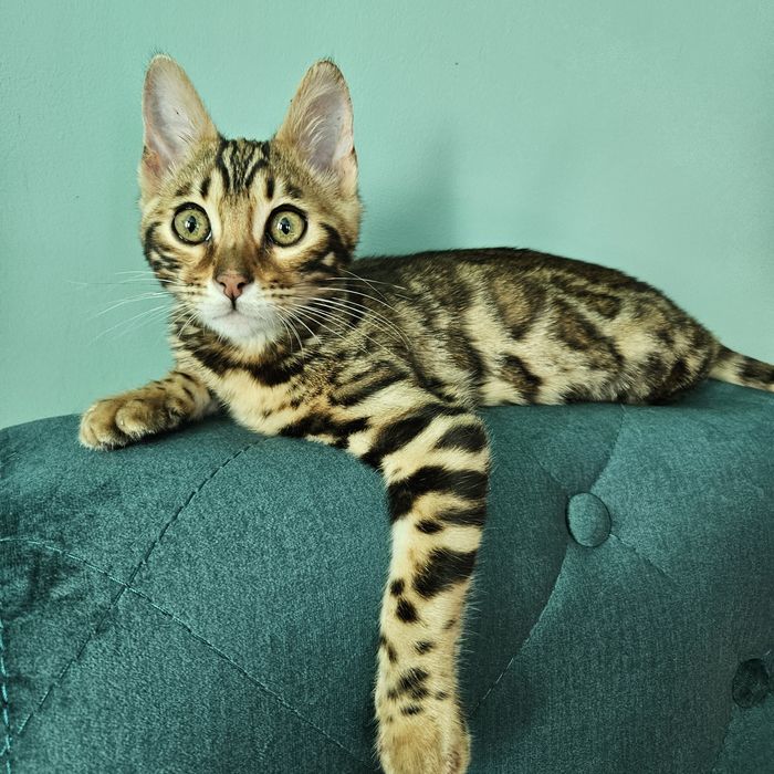 Бенгальські кошенята