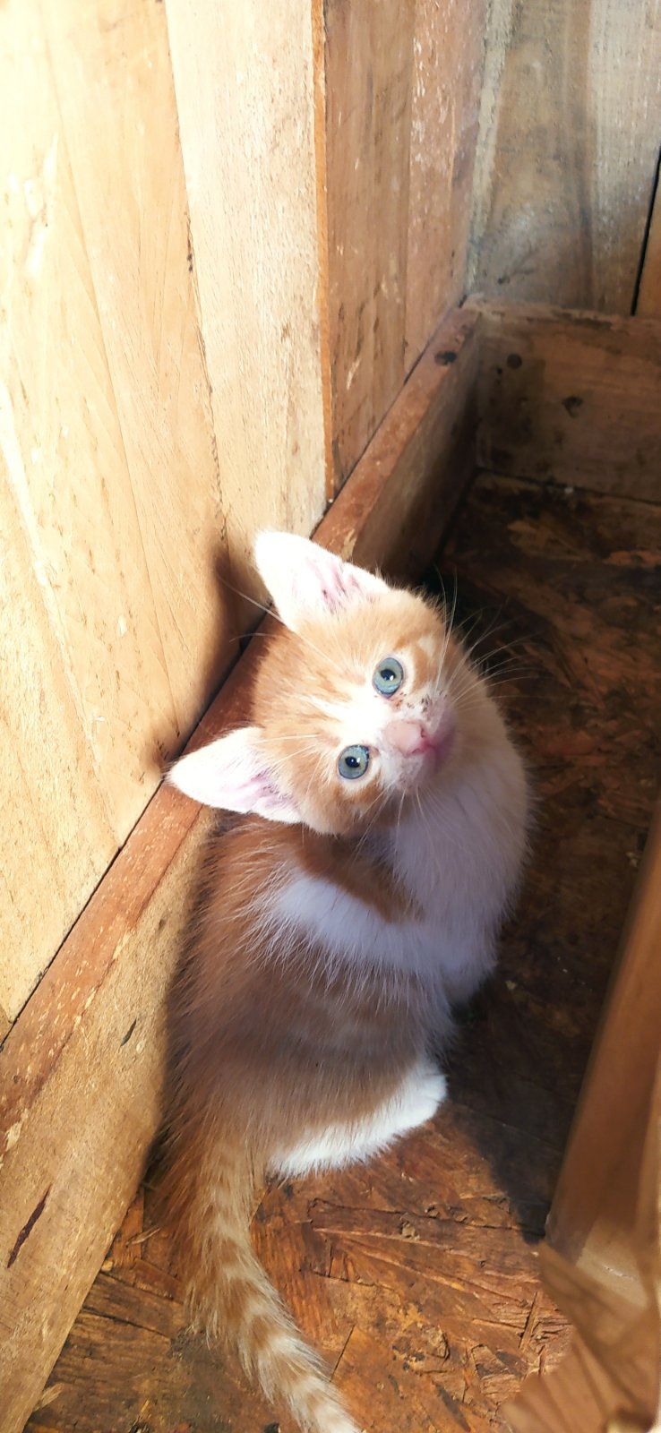 Котики  даром!!!