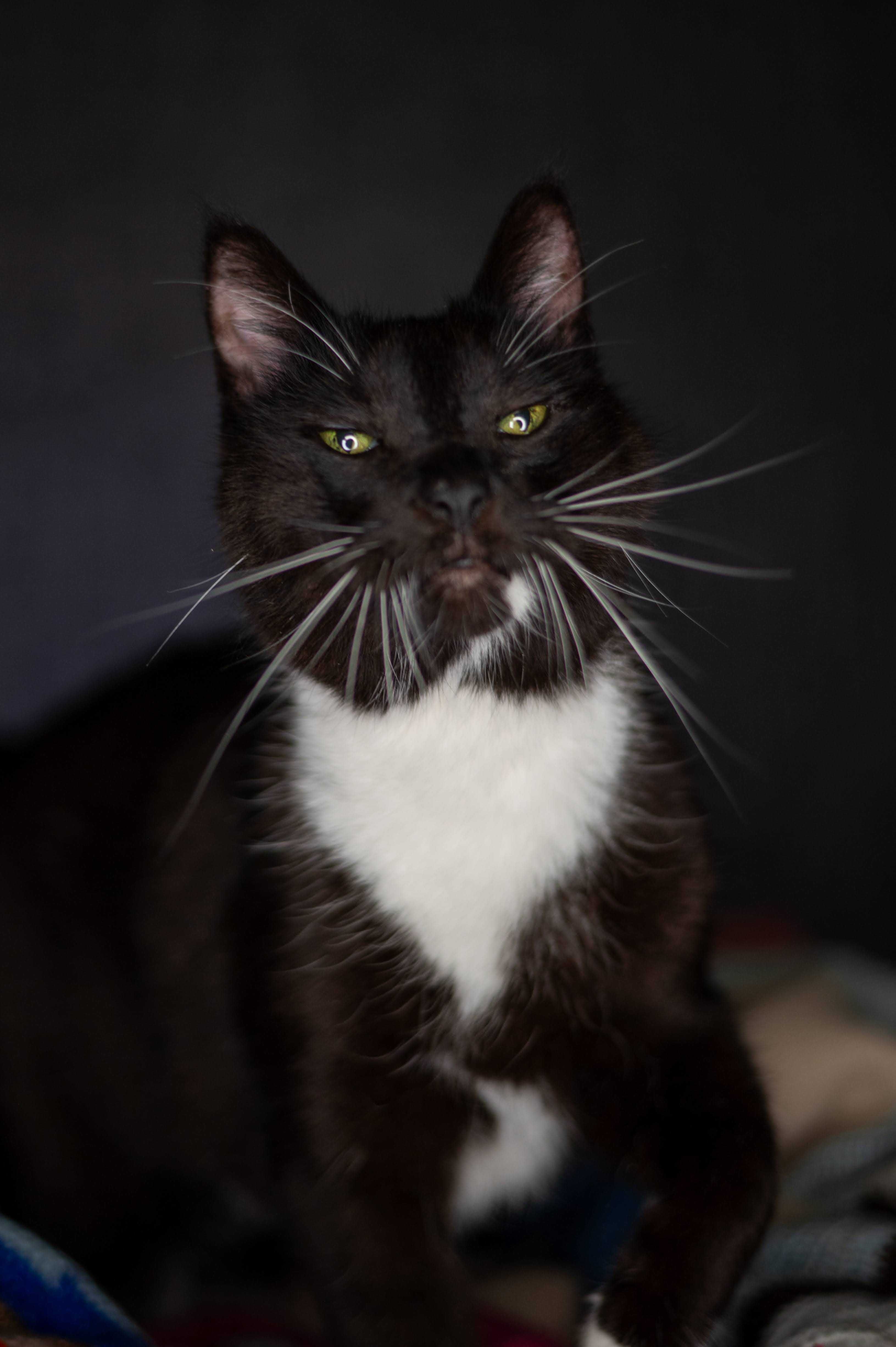 Mruczek kocur do adopcji