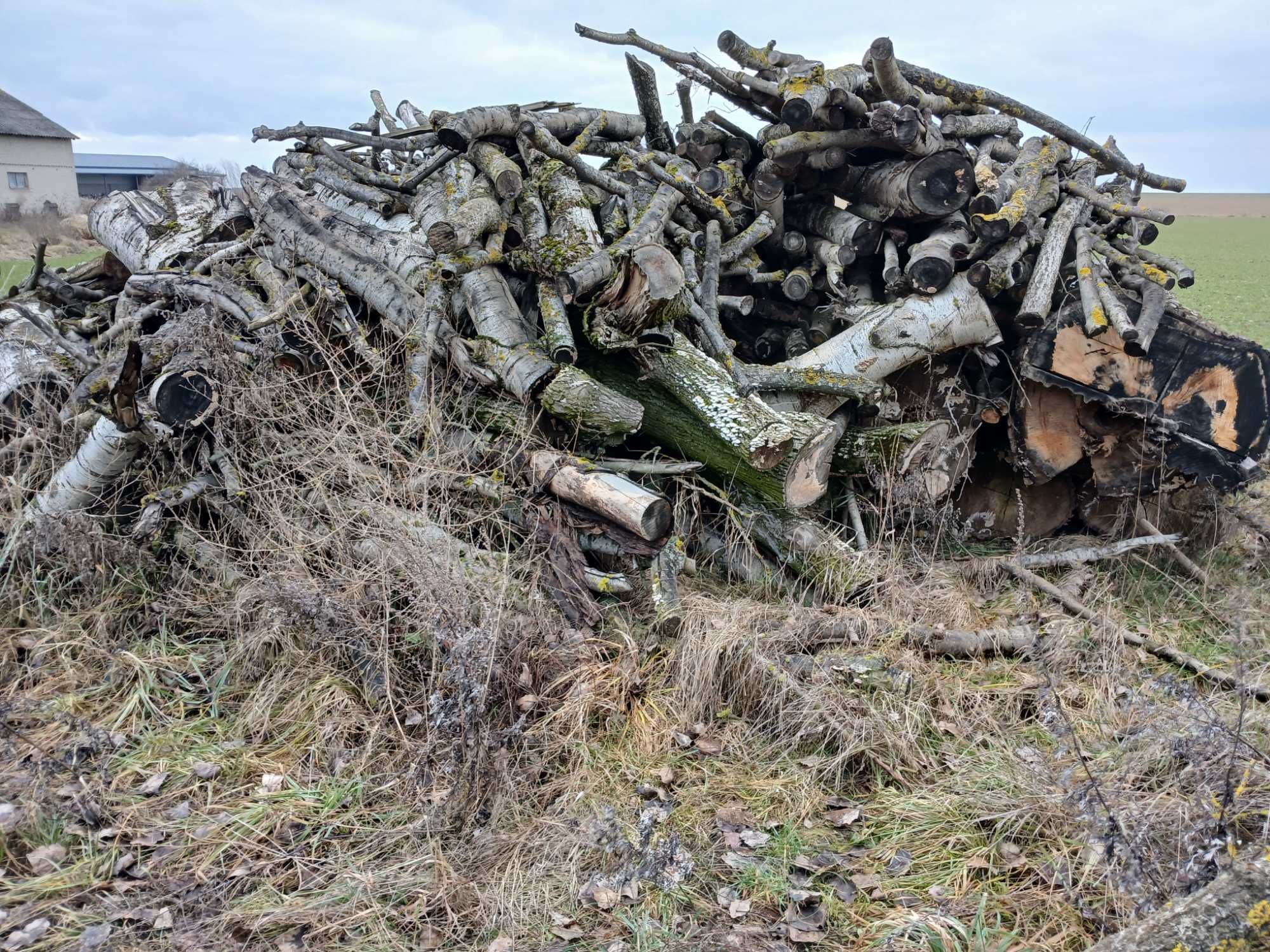 Sprzedam Drzewo Topola (bialodrzew)