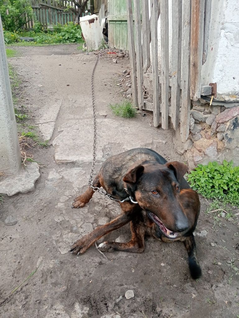 Віддам в добрі руки собаку)