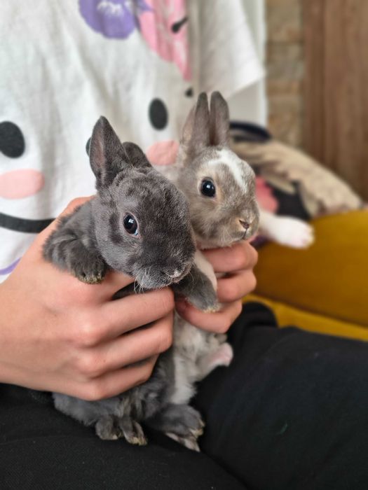 Karzełek rex samczyk samiczka miniaturka