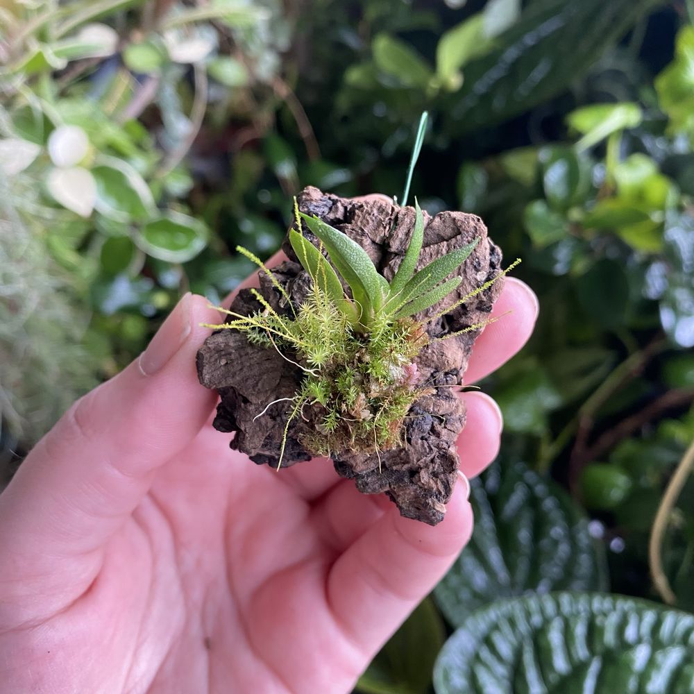 Мініатюрна орхідея Macroclinium wullschlaegelianum