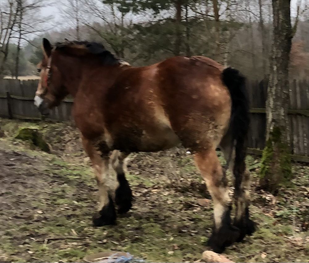 Ogier zimnokrwisty typ sztum