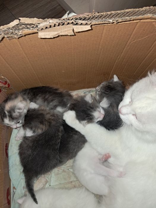 SOS! SOS! SOS!!!  Кошенята в добрі руки!