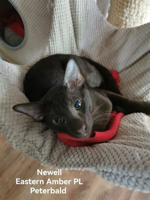 Peterbald orientalny kocurek gotowy do zmiany domku