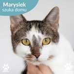 Kochany kocurek bez jednej łapki do adopcji! Marysiek szuka domku