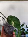 Epipremnum pinnatum albo variegata