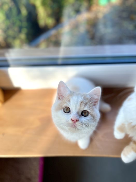 Kocurek Brytyjski Bicolour