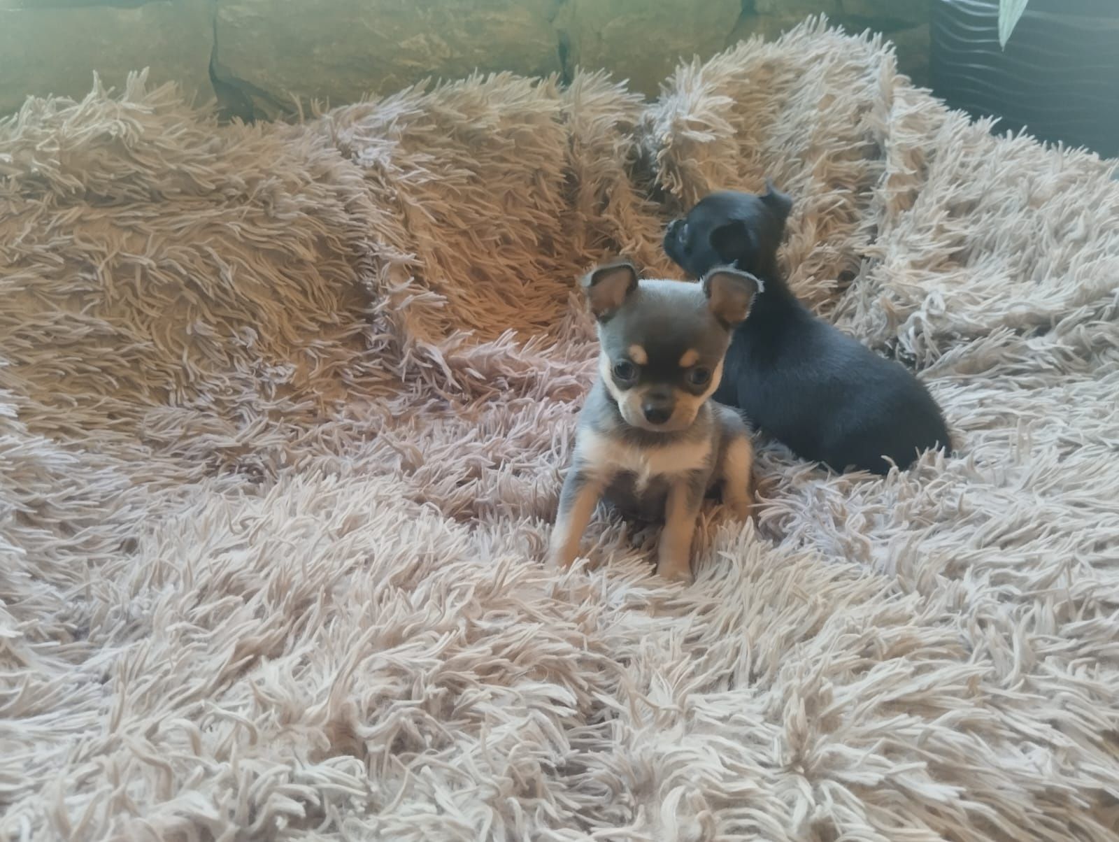 Chihuahua,  piesek, szczeniak mini