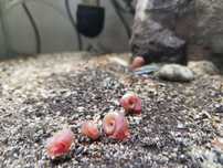 Caracóis Planorbella duryi pink