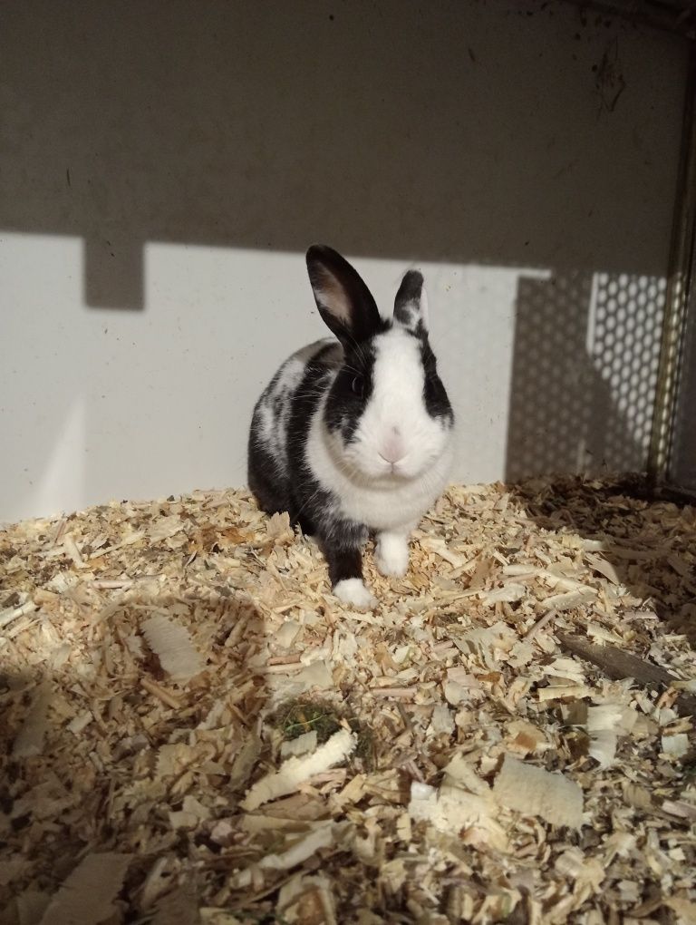 Królik miniaturka