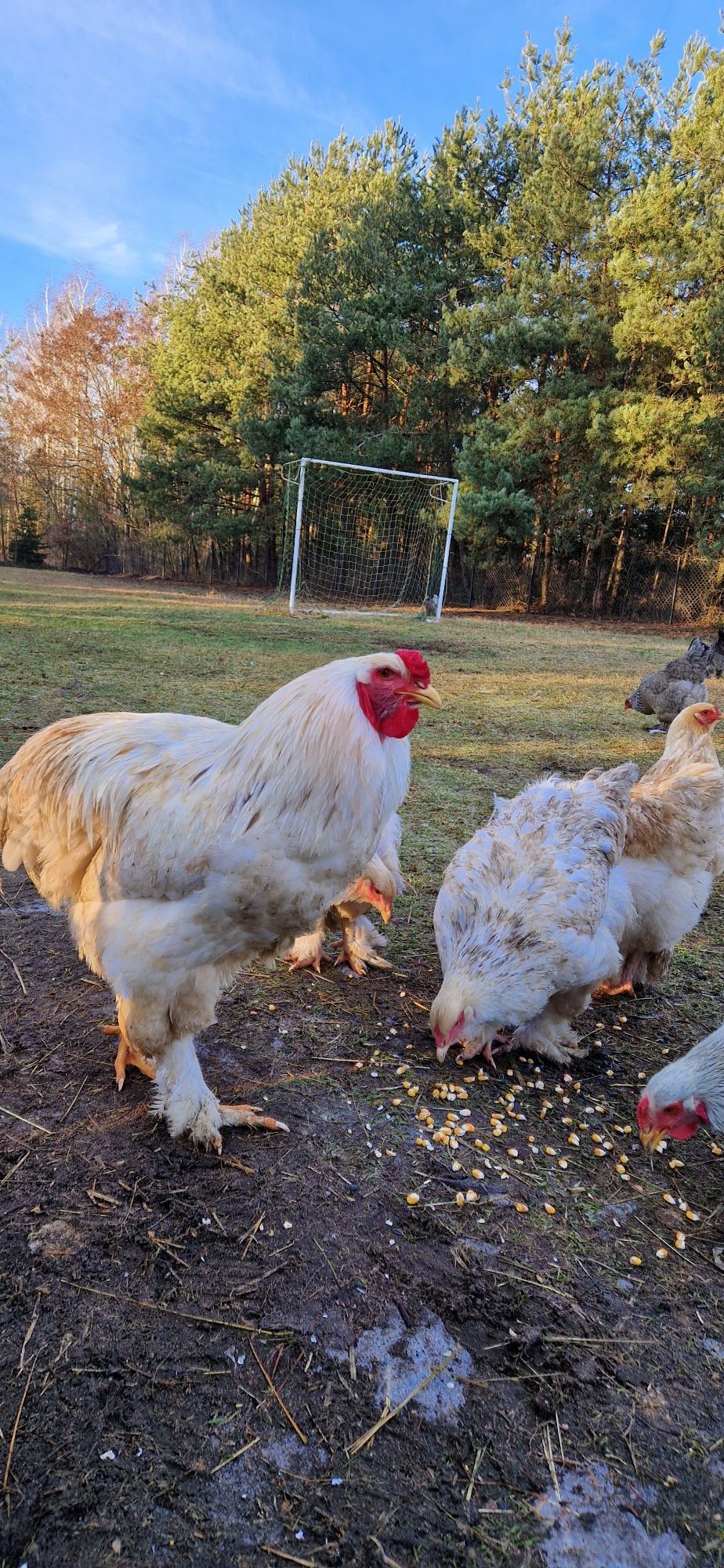 Brahma olbrzymia piskleta kurczaki