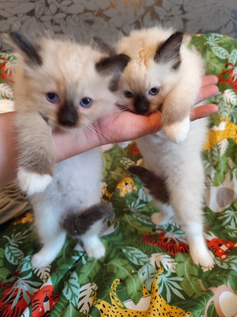 Ragdoll kocur seal point