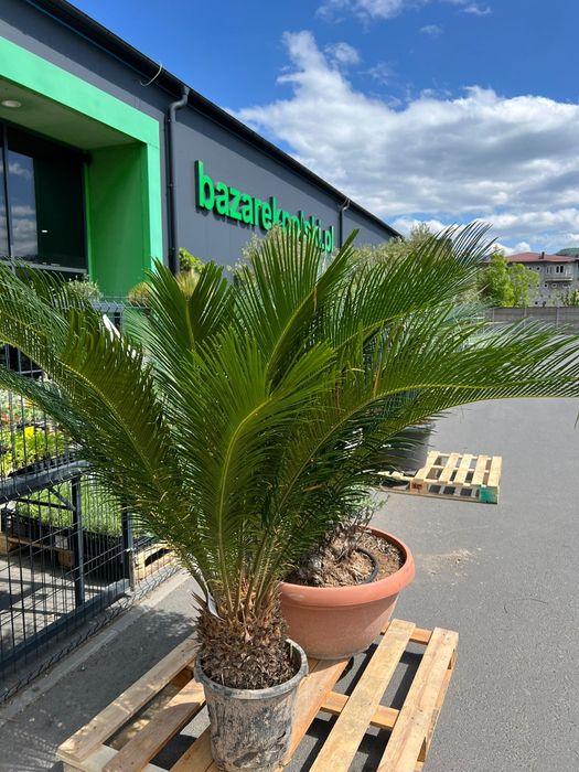 Cycas REVOLUTA  Premium