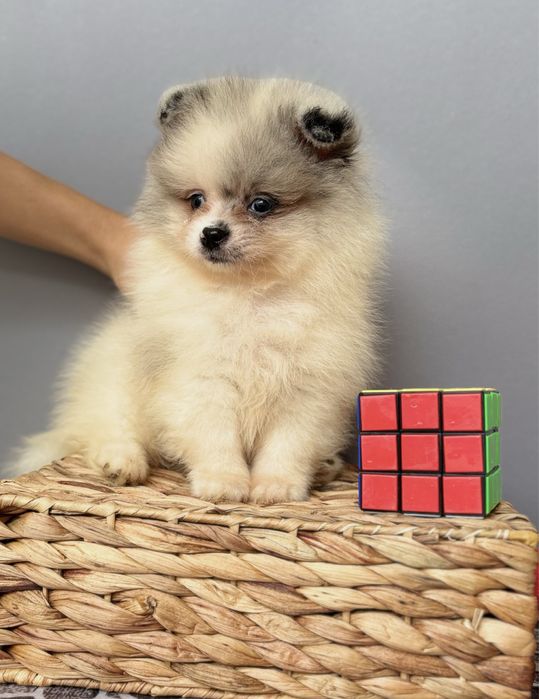 Актиний хлопчина шпіца