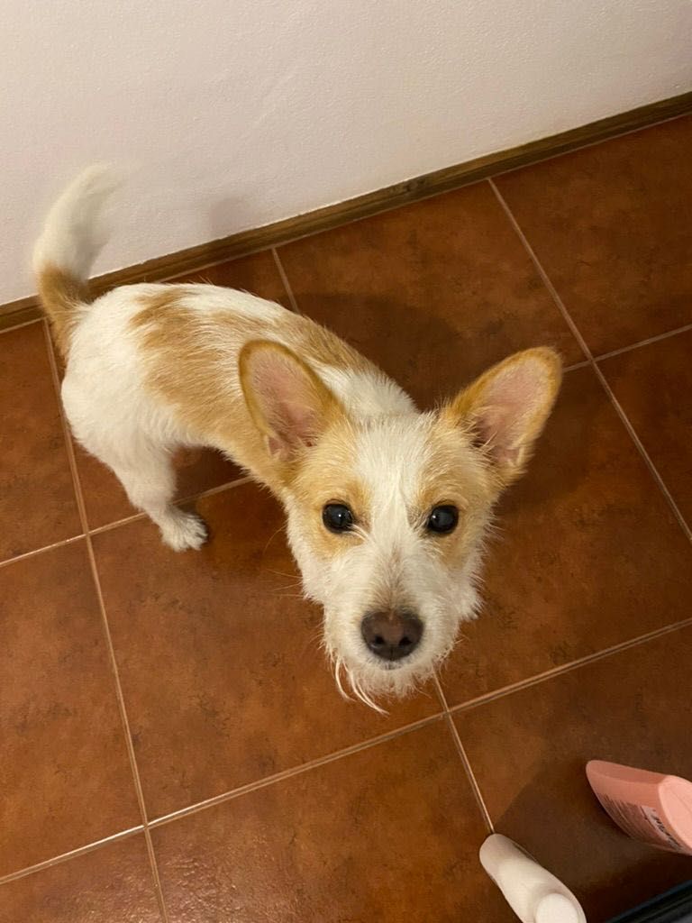Pet Sitting Lisboa e Arredores