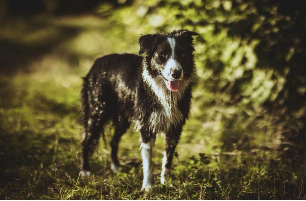 Szczeniak Owczarek Border Collie suczka rasowa dziewięc tygodni