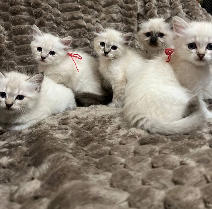 Кошенята Невська Маскарадна