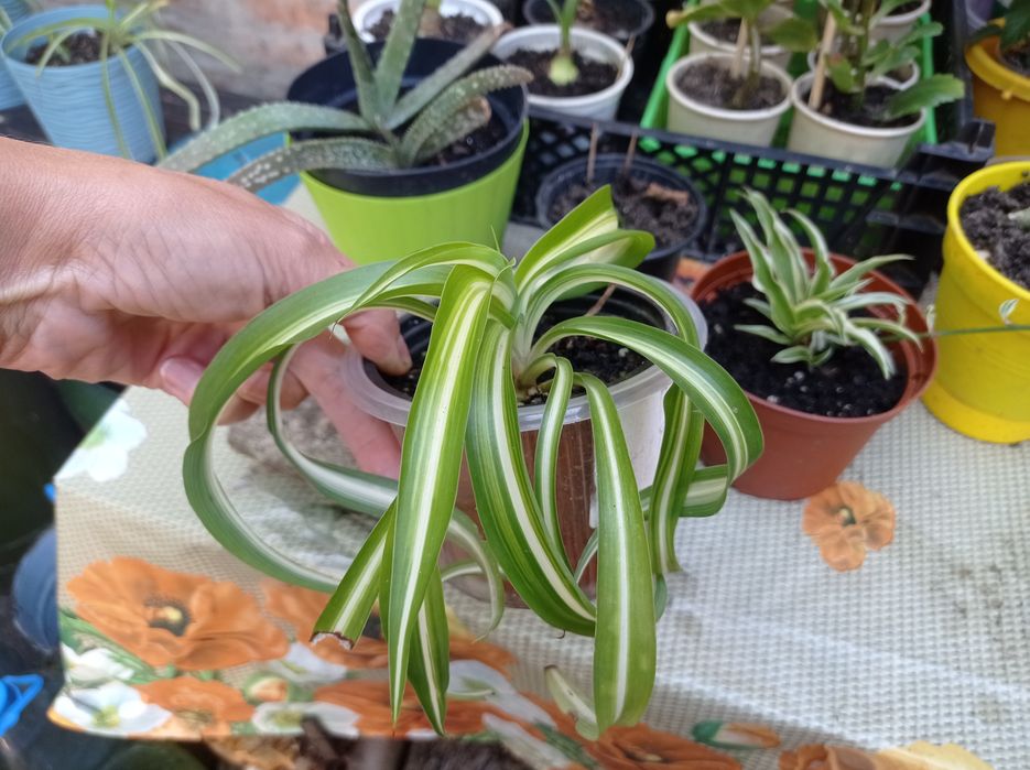 Хлорофітум кучерявий "Bonnie" - це багаторічна