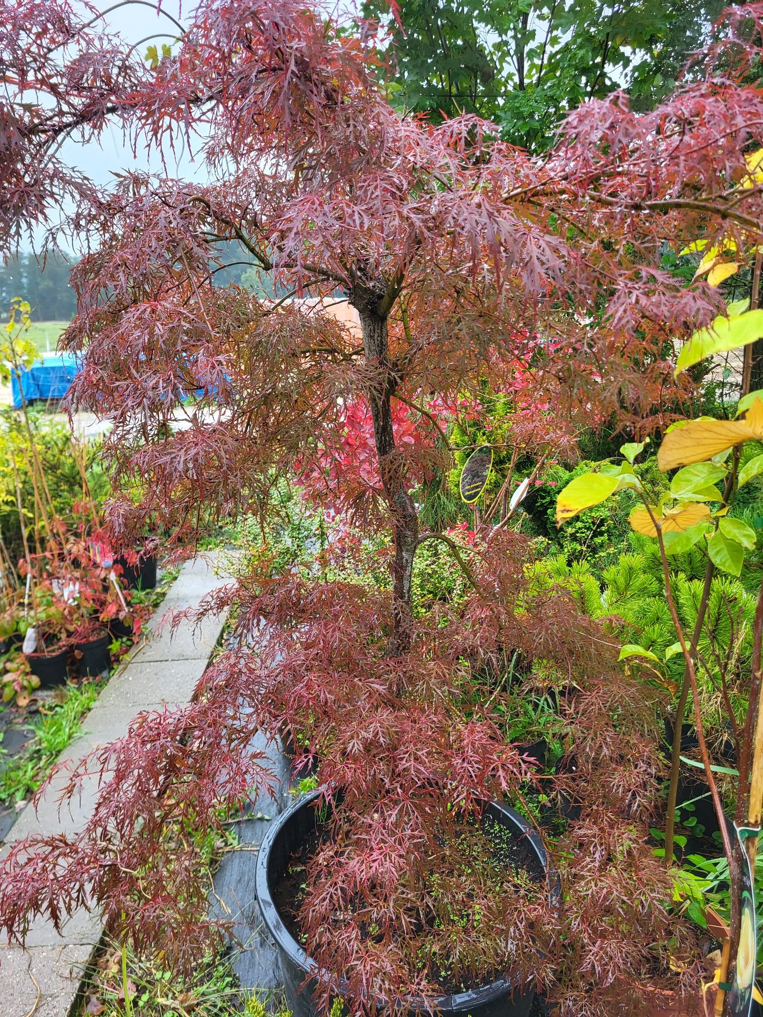 Bonsai Niwaki, drzewka formowane