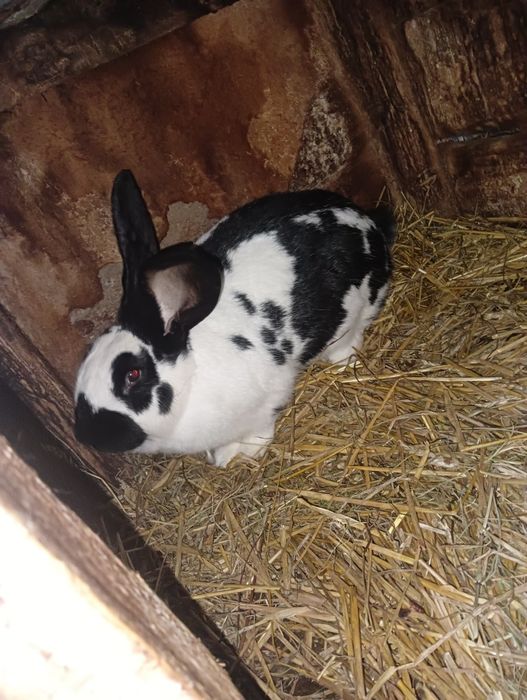 Samica srokacz niemiecki