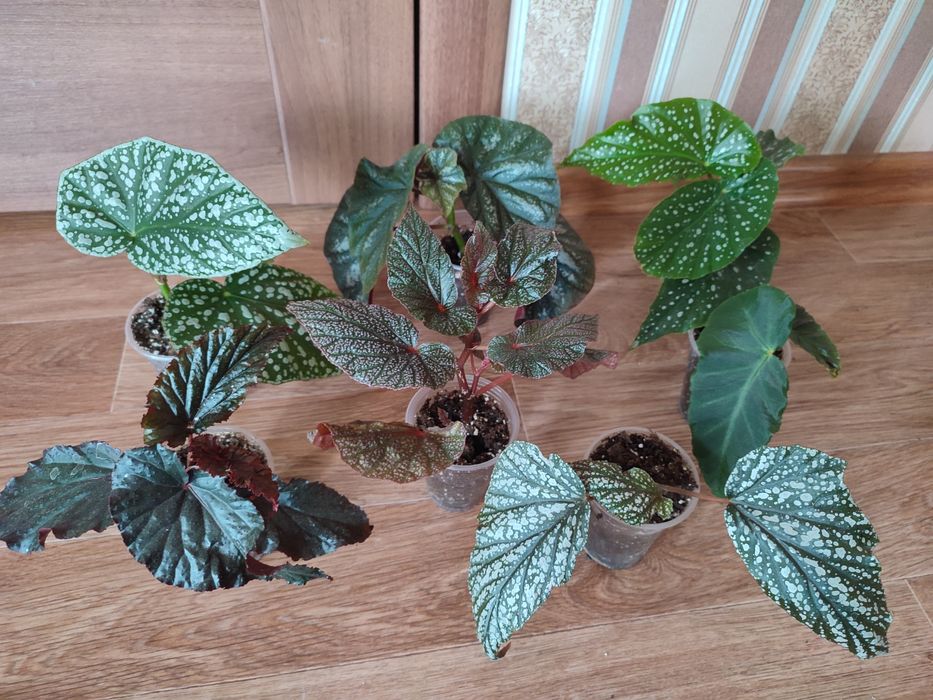 Бегонії серії Кейн