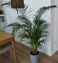 Palma Areka Dypsis Lutescens Ikea