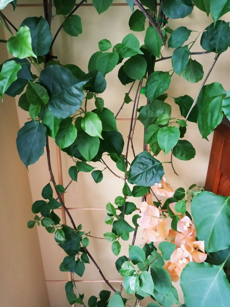 Bougenvillea pomarańczowa 170 cm bugenwilla