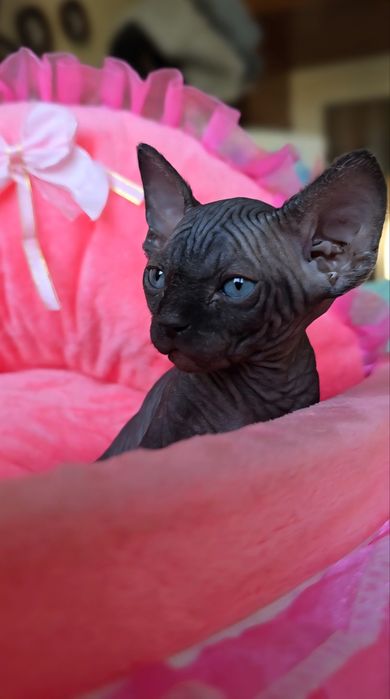 Przepiekna koteczka z niebieskimi oczkami .kot sfinks sphynx