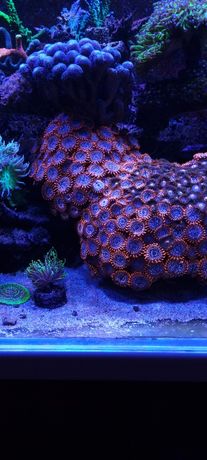Utter chaos akwarium morskie szczepki korale