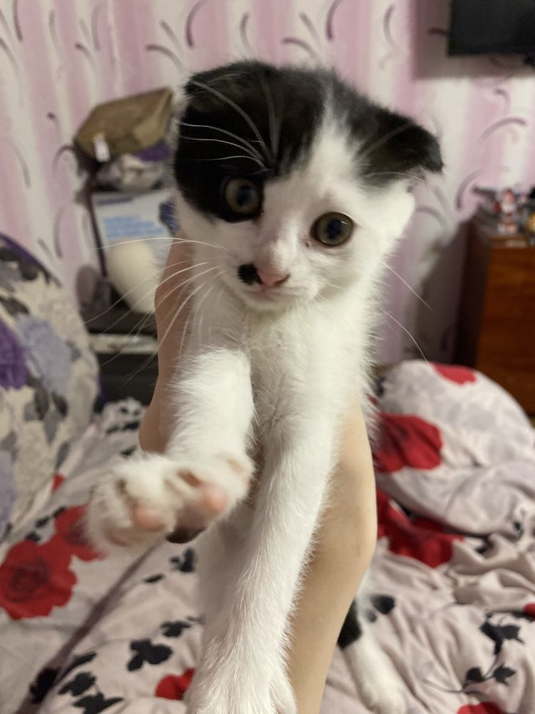 котята бесплатно срочно
