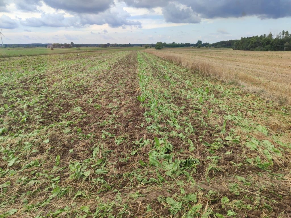 Talerzowka Grass Roll 2,2m z wałem