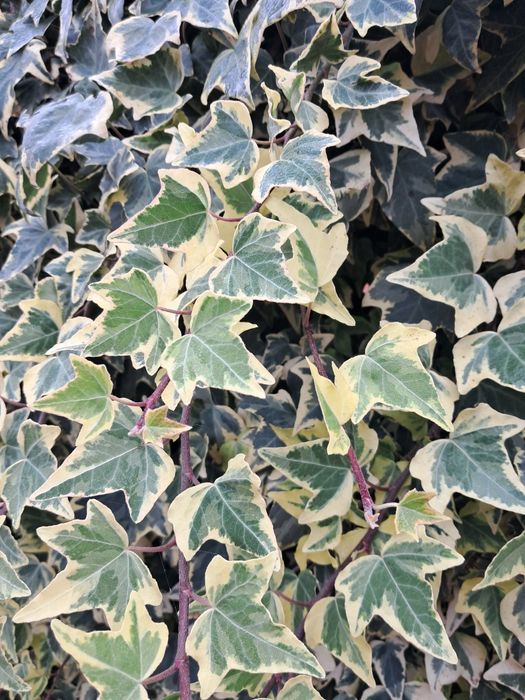 Плющ вуличний , осока