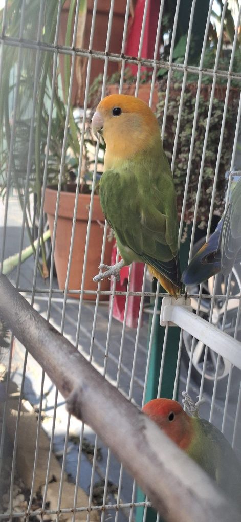 2 casais de Rossicolis