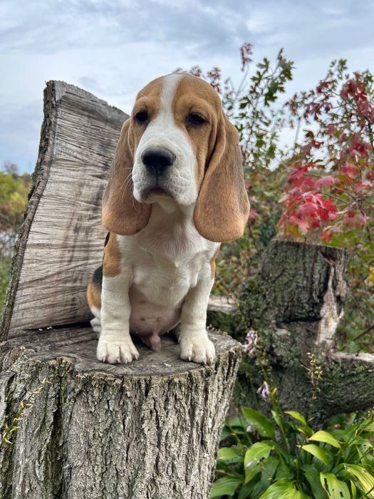Бігль 4 місяці. Клубний, чіпований, щеплений