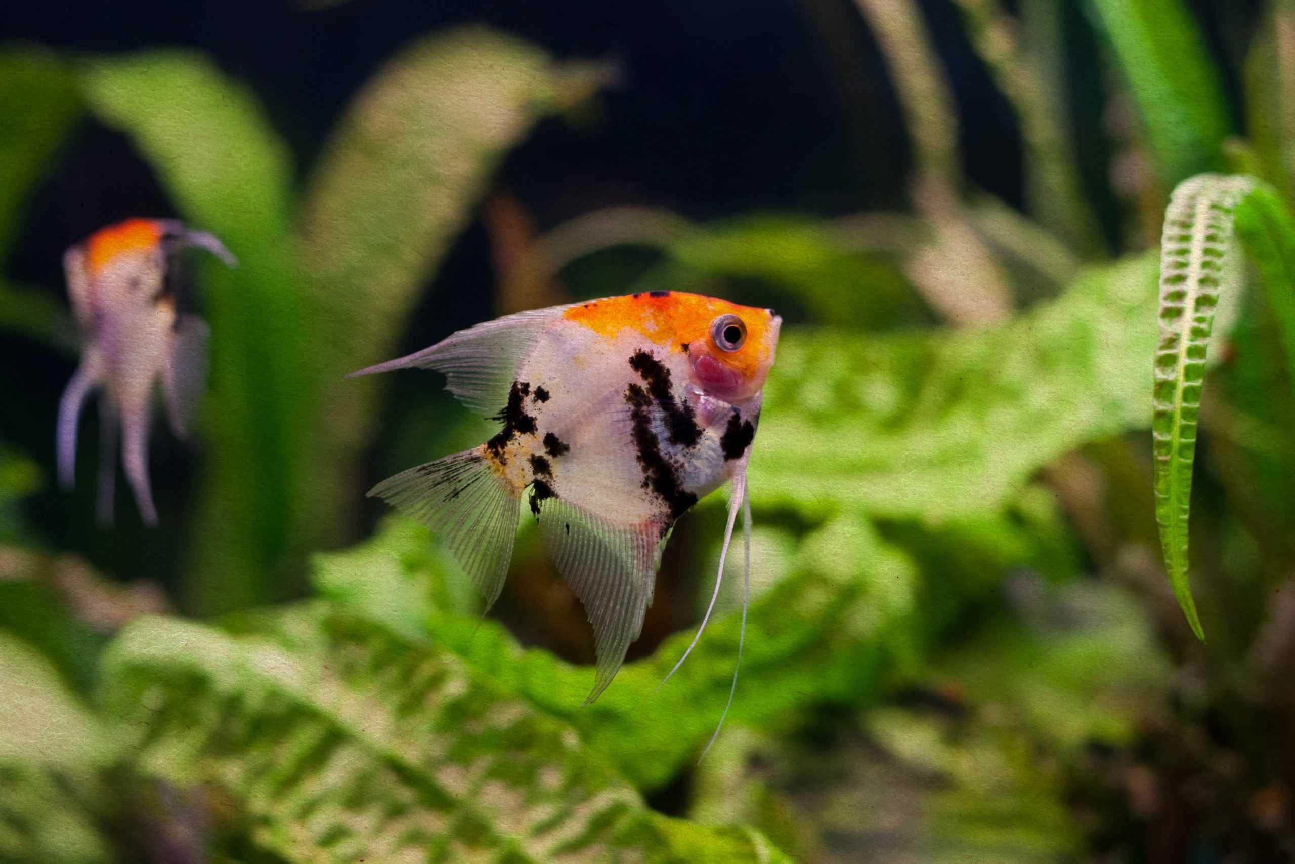 Żaglowiec skalar odmiana KOI - Pterophyllum - DOWOZIMY, WYSYŁAMY