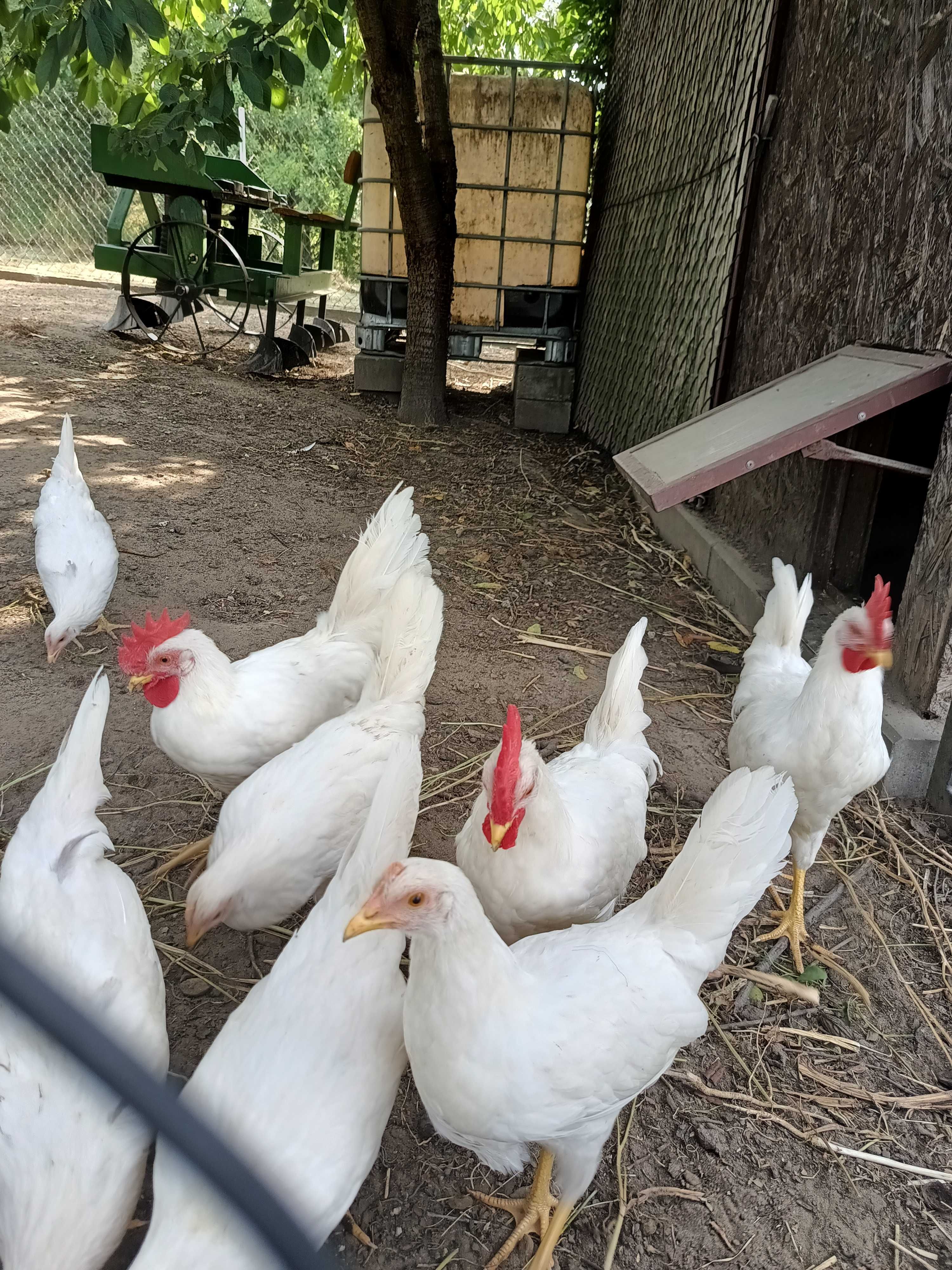 Kogut Leghorn rasowy