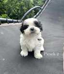 Biało czarny piesek ShihTzu